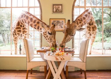 breakfastwithgiraffe